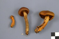 Cortinarius malicorius image